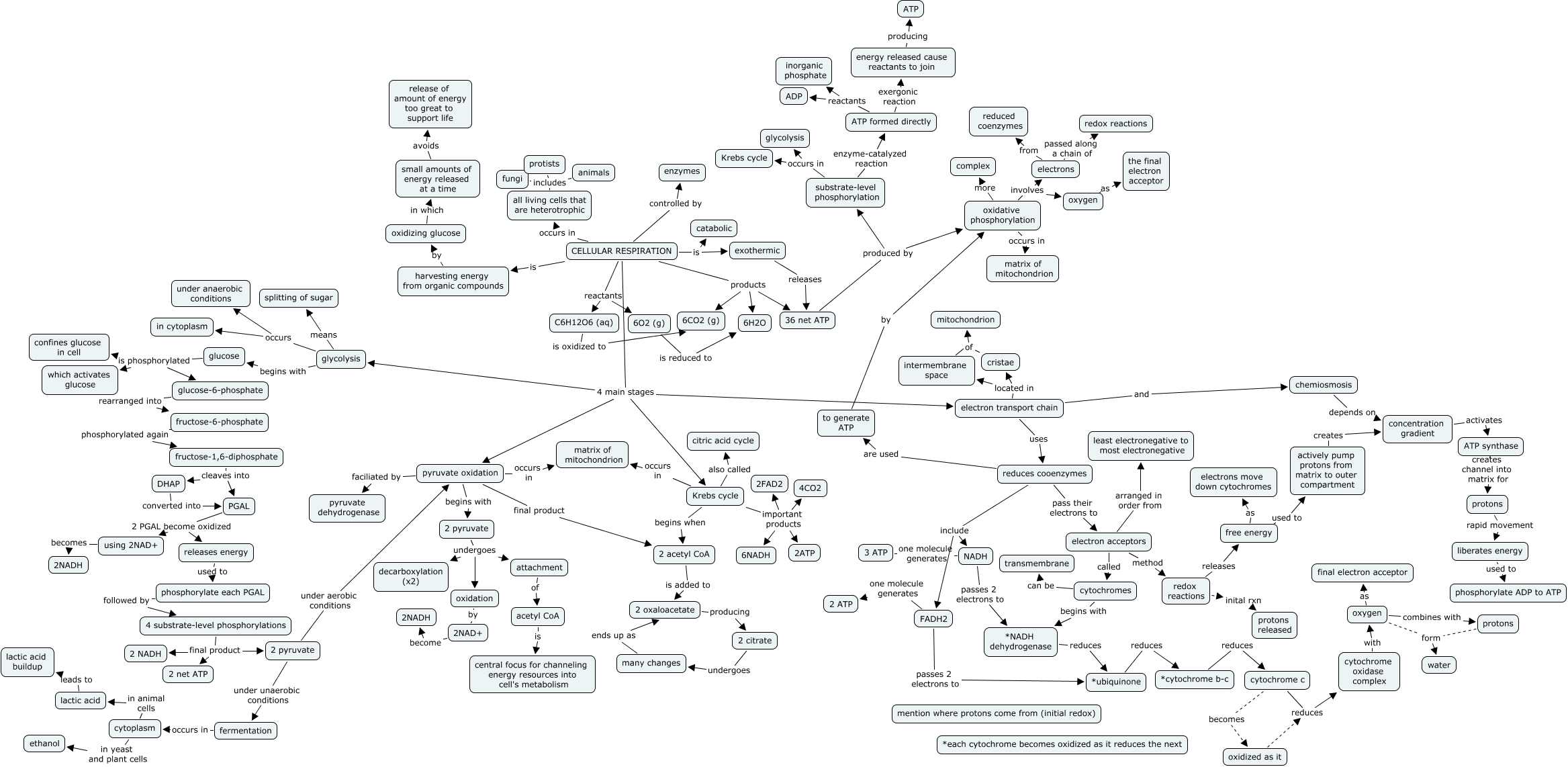 CELLULAR RESPIRATION